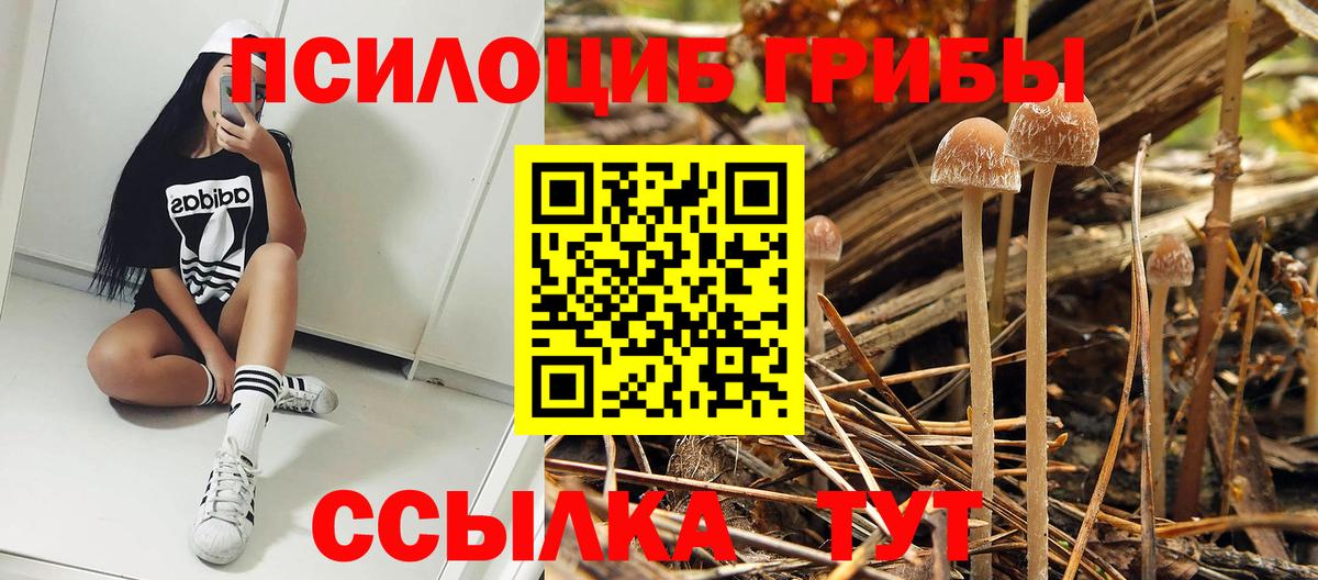 Псилоцибиновые грибы мицелий Югорск